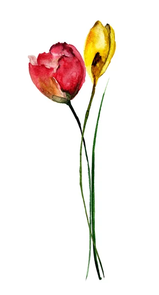 Schöne Blumen, Aquarell-Illustration — Stockfoto