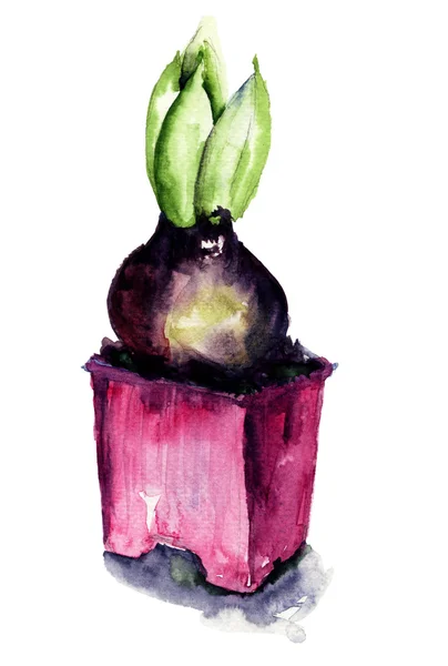 Hyacinthus akwarela ilustracja kwiaty — Zdjęcie stockowe