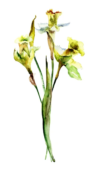 Akvarel ilustrace květ narcisu — Stock fotografie