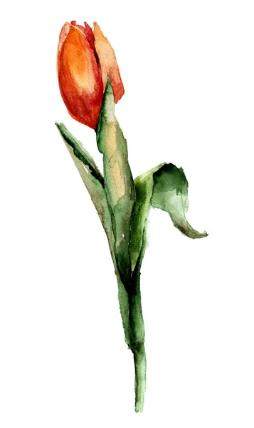 Λουλούδι κόκκινο τουλίπα — Φωτογραφία Αρχείου