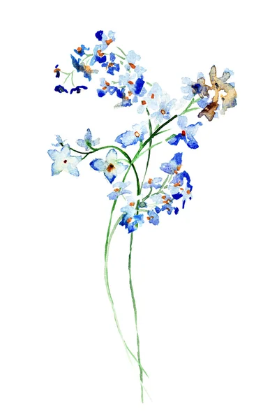 Flores silvestres azules —  Fotos de Stock