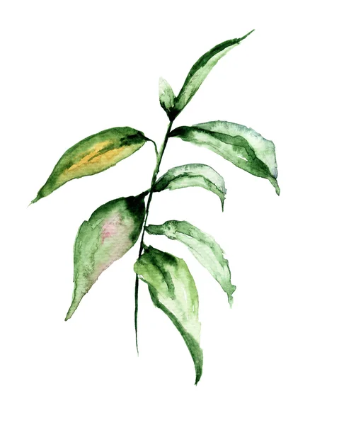 Blommig akvarell illustration — Stockfoto