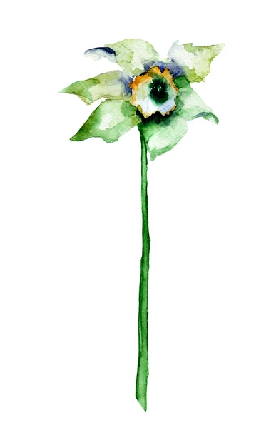 Narcissus blomma, akvarell illustration — Stockfoto