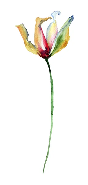 Весна квітка тюльпана — стокове фото