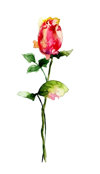 Schöne Rosenblüte — Stockfoto