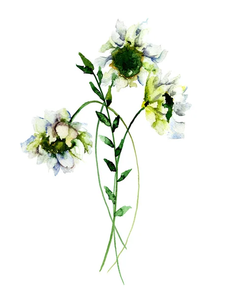 Flores brancas Gerber — Fotografia de Stock