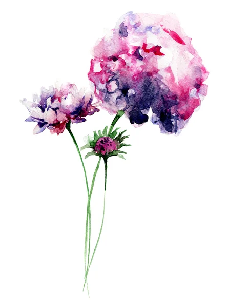 Beautiful Hydrangea flower Stock Picture