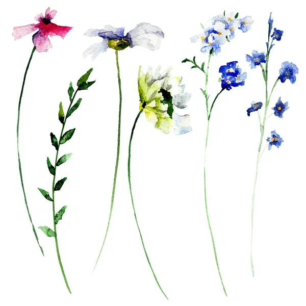 Set of Summer watercolor flowers Stock Photo