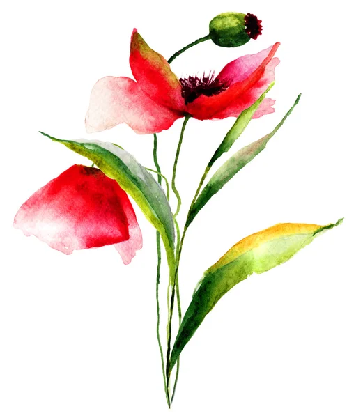 Flores de papoilas vermelhas — Fotografia de Stock