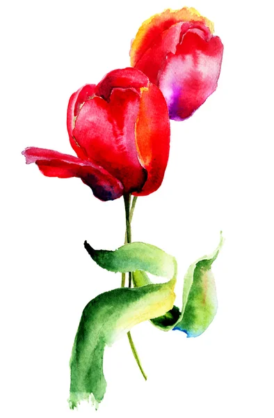 Rode tulpen bloemen — Stockfoto