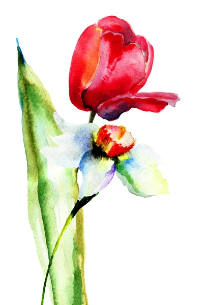 Ilustração em aquarela das flores de Tulipas e Narciso — Fotografia de Stock