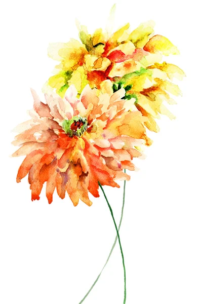 Dekoracyjne kwiaty Gerber — Zdjęcie stockowe
