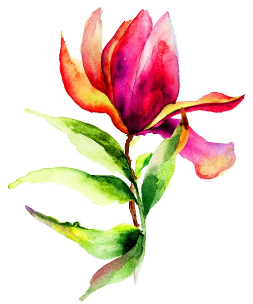 Güzel Manolya çiçek — Stok fotoğraf