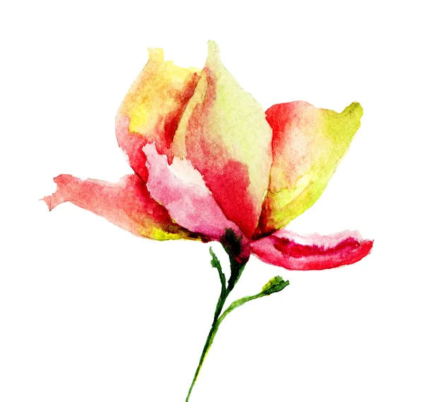Kırmızı dekoratif çiçek — Stok fotoğraf