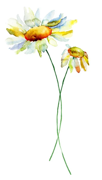 Літній квіток ромашки — стокове фото