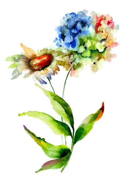 Hortensia y manzanilla flores —  Fotos de Stock