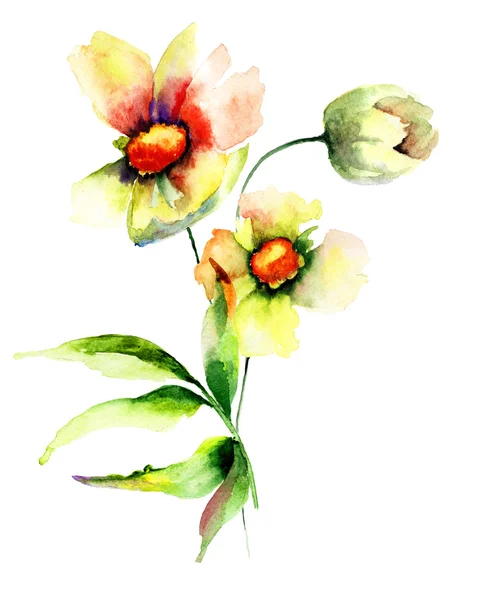 美丽的罂粟和郁金香花朵 — 图库照片