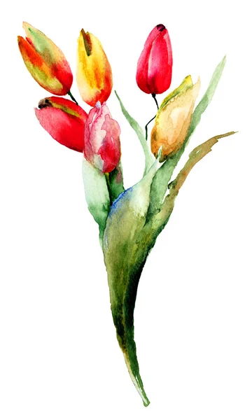 Άνθη τουλίπας — Φωτογραφία Αρχείου