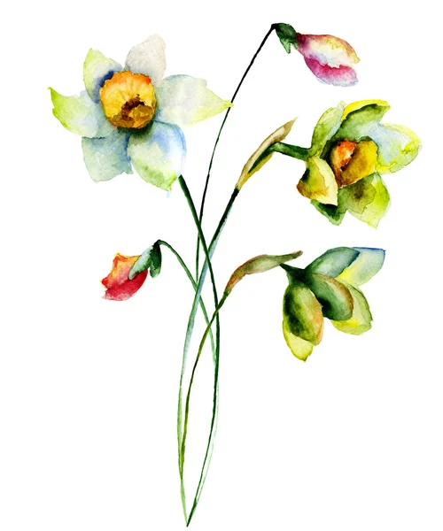 Narcyz kwiaty — Zdjęcie stockowe