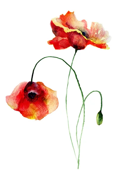 Poppies flowers — Stock Photo, Image