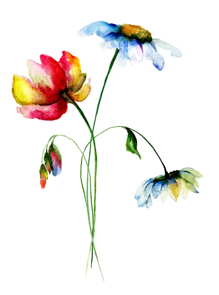 Renkli kır çiçekleri — Stok fotoğraf