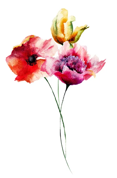 Poppy, Peony and Tulip flowers — Stock Photo, Image