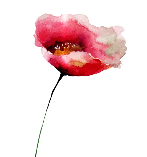 Poppy flower — Stock Photo, Image