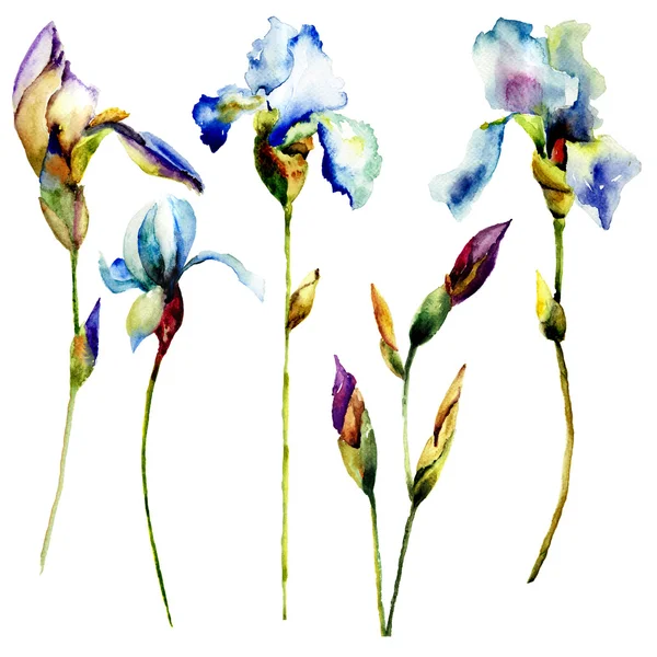 Set di fiori di iris — Foto Stock