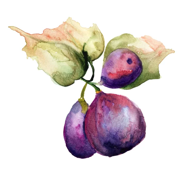 Acuarela estilizada Ilustración Figs — Foto de Stock