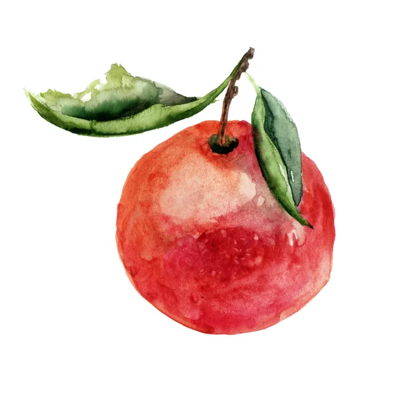 Ilustração aquarela de frutas mandarim — Fotografia de Stock