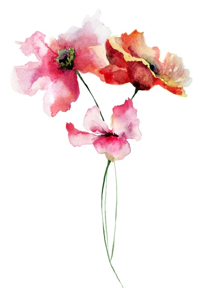 美しいけしの花 — ストック写真