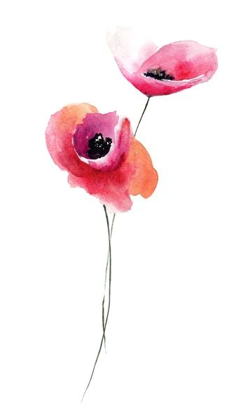 Red Poppy flowers, watercolor illustration — Stock Photo, Image