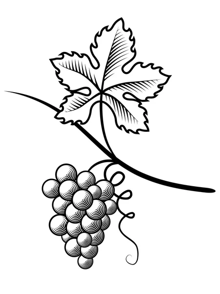 Grapes. Imitation engraving. Vector illustration. — Stock Vector