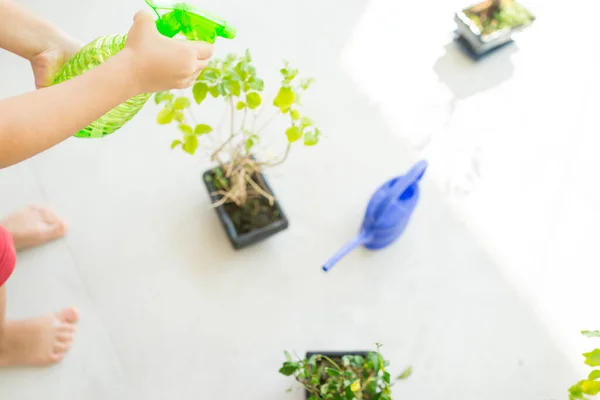 Kid holding plant teelt biologische kruiden voor het koken thuis gezonde levensstijl — Stockfoto