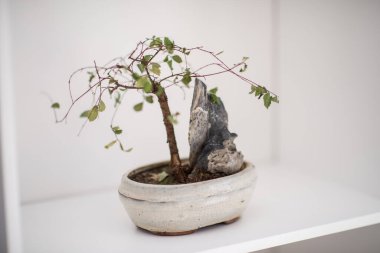 Raftaki küçük bonsai ağacı