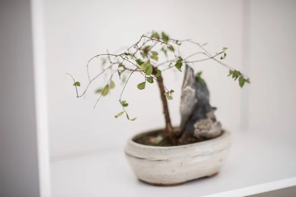 Kleine bonsai boom op de plank — Stockfoto