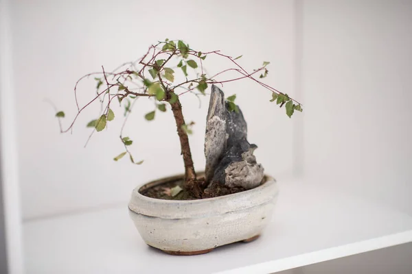 Pequena árvore bonsai na prateleira — Fotografia de Stock