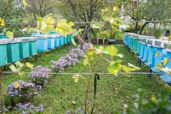 Colmeias de abelhas azuis para ficar lado a lado no campo — Fotografia de Stock