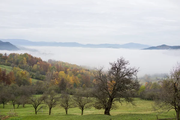 Beau paysage naturel en été — Photo