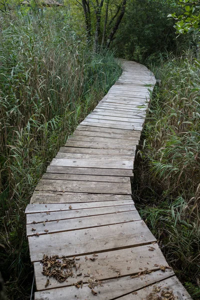 湖の近くの木からの自然遊歩道で — ストック写真