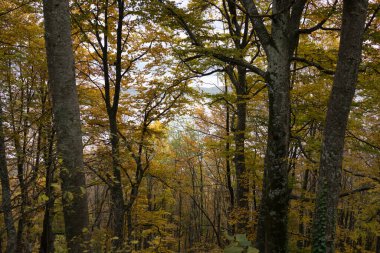 Yaz mevsiminde güzel doğal manzara