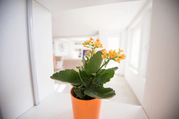Flor na prateleira Verde em minha casa no fundo branco — Fotografia de Stock