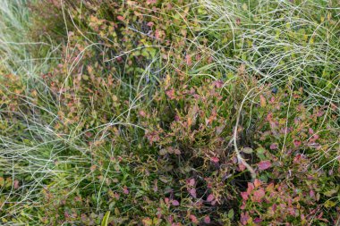 Naif, ahşap çitli bir ev. Yüksek kalite fotoğraf