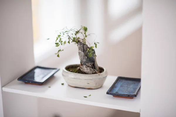 Ficus, um vaso cheio de flores sentado em uma mesa. Foto de alta qualidade — Fotografia de Stock