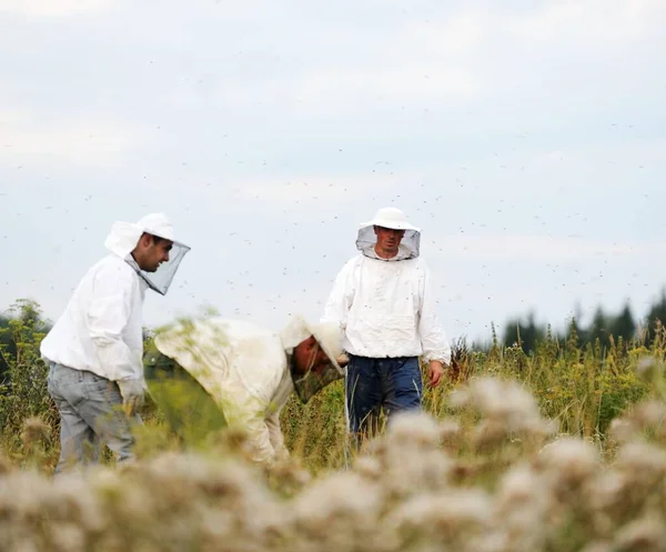 Die besten Imker, die auf dem großen Feld arbeiten — Stockfoto