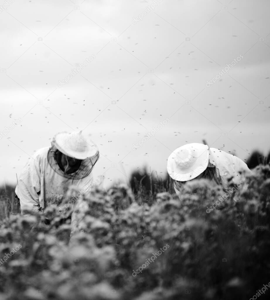 the best Beekeepers working on the big field