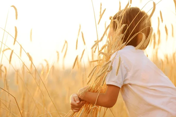 Happy child at harvest field — Stock Photo, Image