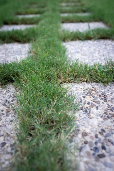 Pedestrian path on green grass — Stock Photo, Image