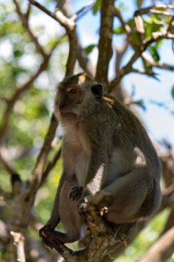 Ağaç dallarında oturan maymun, nusa panida, bali.