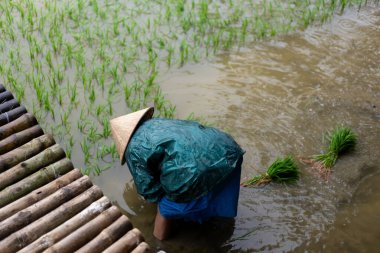 Kuzeydoğudaki çiftçi pirinç tarlalarına fidanlar ekiyor. Yüksek kalite fotoğraf